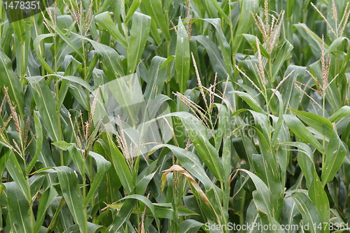 Image of corn field