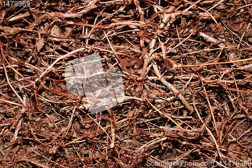 Image of forest ground