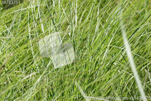 Image of reed texture