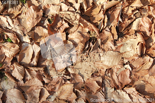 Image of leafe structure
