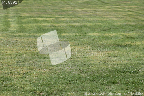 Image of grass texure