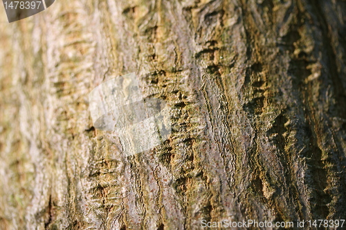 Image of wood texture