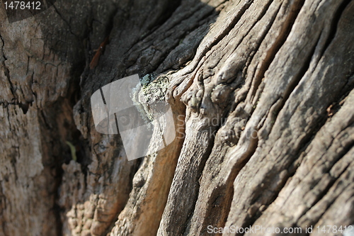Image of wood texture