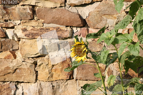 Image of stone sun flower