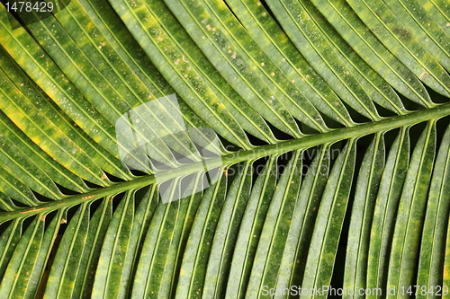 Image of leafe structure