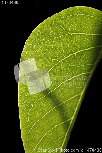 Image of leafe structure