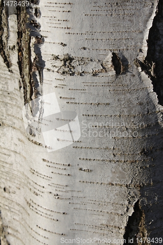 Image of wood texture
