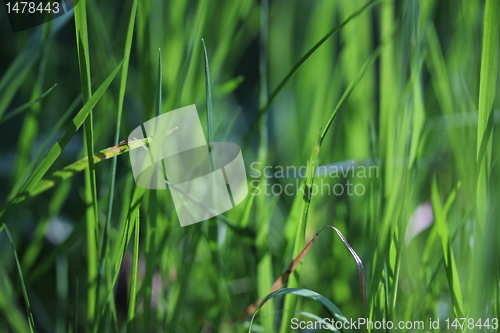 Image of gras texture