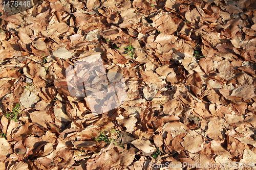 Image of leafe structure