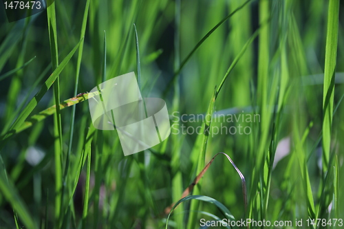 Image of gras texture