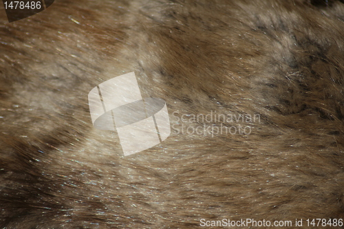 Image of fur texture