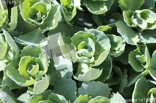 Image of plant texture