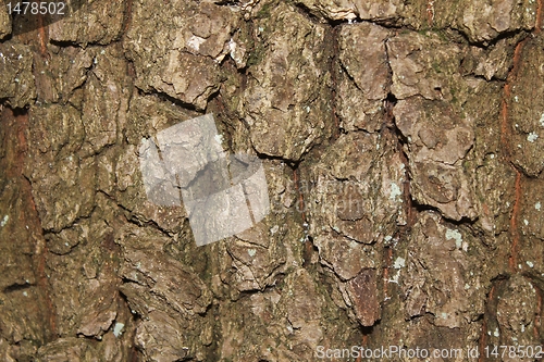 Image of wood texture