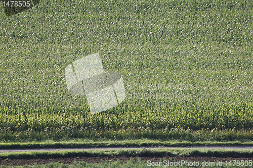 Image of corn field texture
