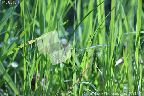 Image of gras texture