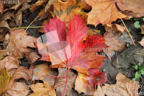 Image of Autumn leaves