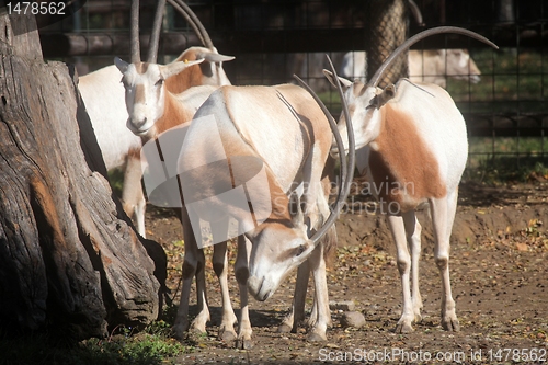 Image of African wild animal oryx gemsbok