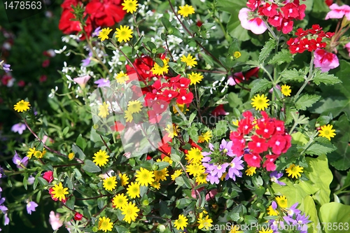 Image of flowers in garden