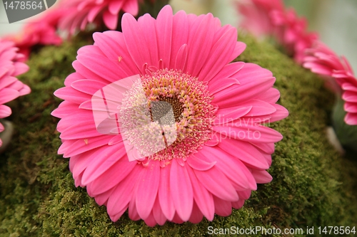 Image of gerber flower