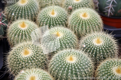 Image of Cactus