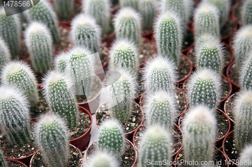 Image of Cactus