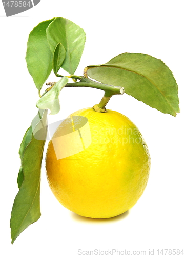 Image of Lemon on branch.