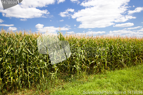 Image of Green corn