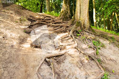 Image of Tree roots