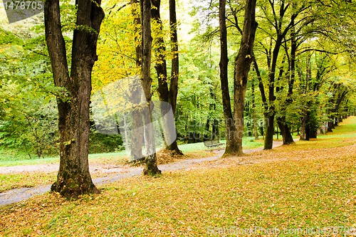 Image of Trees in park