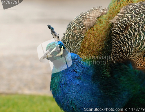 Image of Peacock close-up