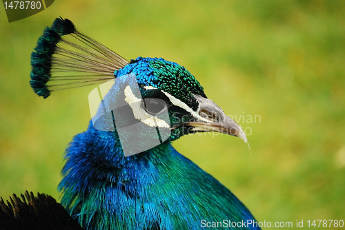 Image of Peacock head close-up