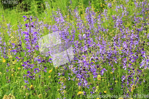 Image of Nature in Poland