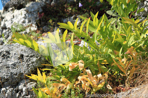 Image of Corydalis