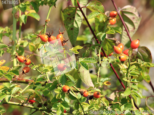 Image of Wild rose fruit