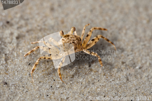 Image of Beach crab on the sand