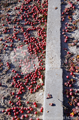 Image of Many small red apples fallen on ground.