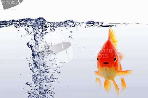 Image of goldfish