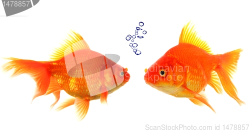 Image of goldfish