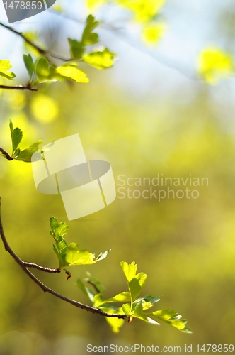 Image of summer nature 