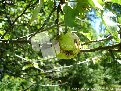 Image of apple