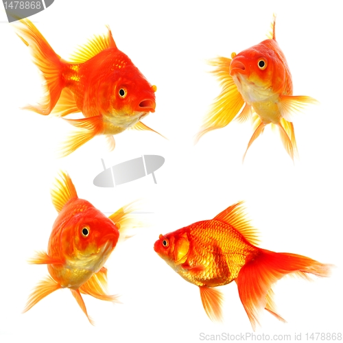 Image of goldfish collection