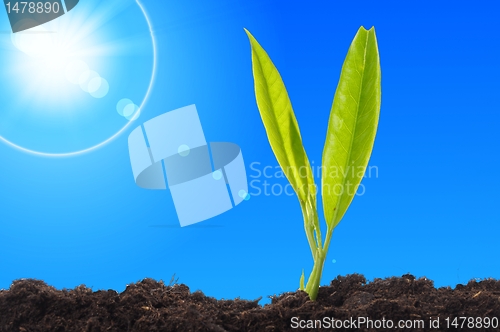 Image of young plant and blue sky