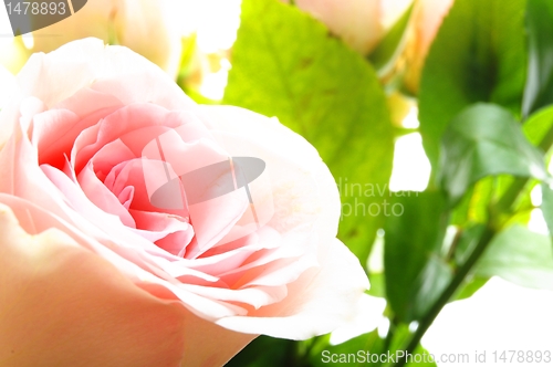 Image of flowers