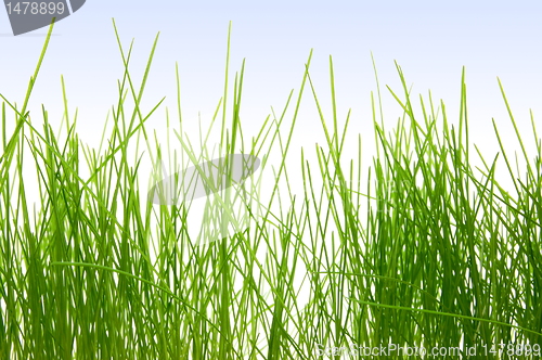 Image of grass