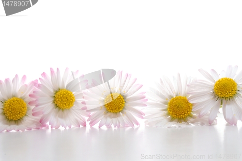 Image of daisy flower
