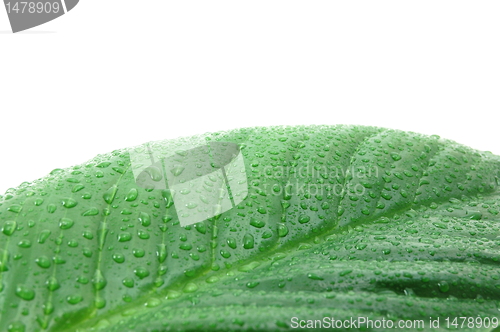 Image of wet leaf