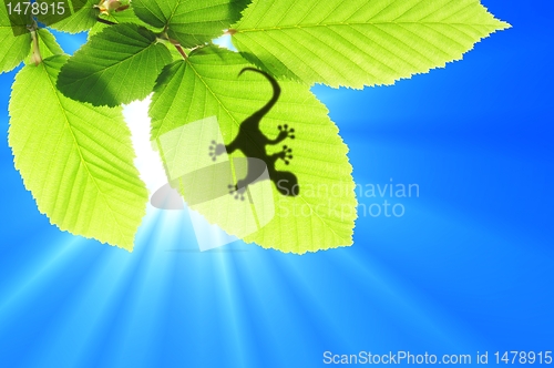 Image of gecko shadow on leaf