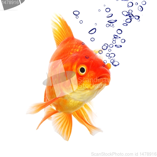 Image of goldfish