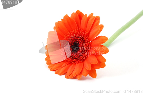 Image of isolated flower on white