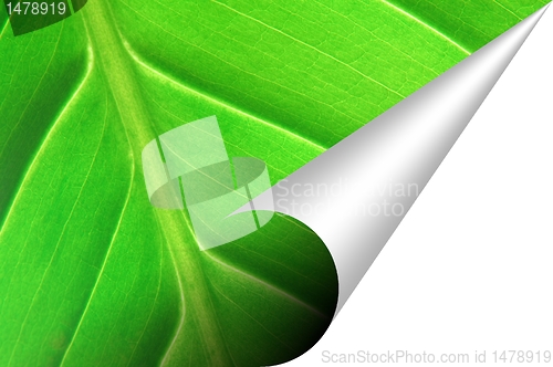 Image of green leaf